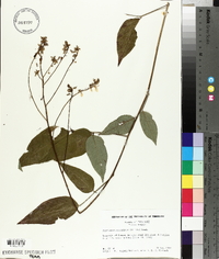 Desmodium cuspidatum image