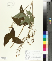 Desmodium cuspidatum image