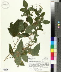 Desmodium cuspidatum image