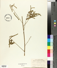 Desmodium cuspidatum image