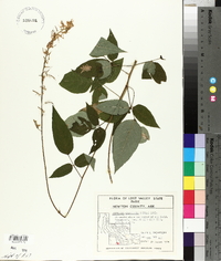 Desmodium cuspidatum image