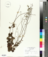 Desmodium lineatum image