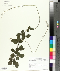 Desmodium lineatum image