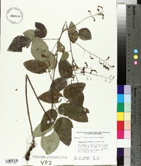 Desmodium laevigatum image