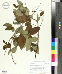 Desmodium laevigatum image