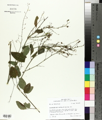 Desmodium laevigatum image