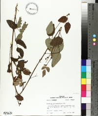 Desmodium laevigatum image