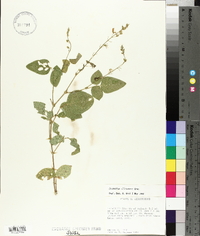 Desmodium illinoense image