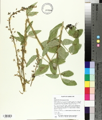 Desmodium illinoense image