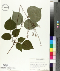 Hylodesmum glutinosum image