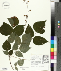 Hylodesmum glutinosum image