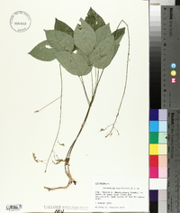 Hylodesmum nudiflorum image