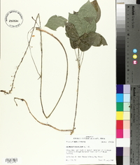 Hylodesmum nudiflorum image