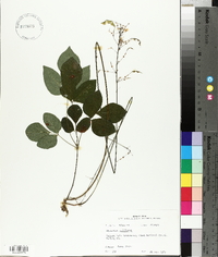 Hylodesmum nudiflorum image