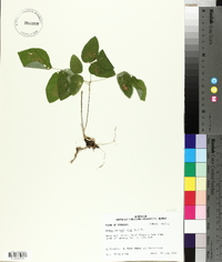 Hylodesmum nudiflorum image