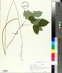 Hylodesmum nudiflorum image