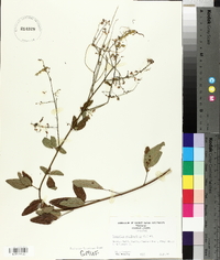 Desmodium marilandicum image