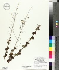 Desmodium marilandicum image