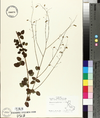 Desmodium marilandicum image