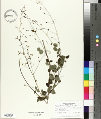 Desmodium marilandicum image