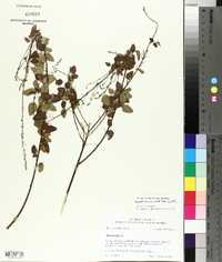 Desmodium marilandicum image