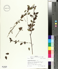 Desmodium marilandicum image