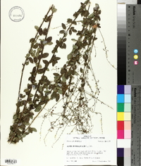 Desmodium marilandicum image