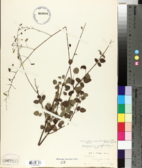 Desmodium marilandicum image