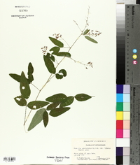 Desmodium perplexum image