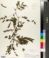 Gleditsia aquatica image