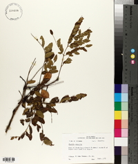 Gleditsia aquatica image