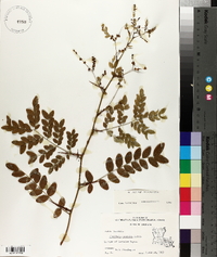 Gleditsia aquatica image