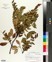 Gleditsia aquatica image