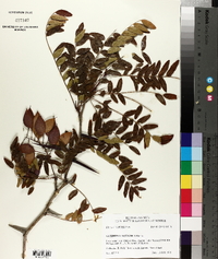 Gleditsia aquatica image