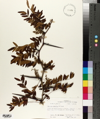 Gleditsia aquatica image