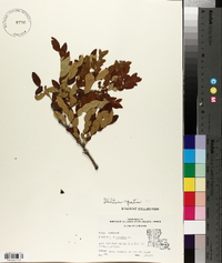 Gleditsia aquatica image