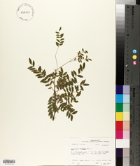 Gleditsia aquatica image