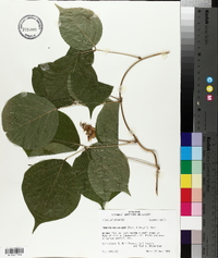 Dioclea multiflora image