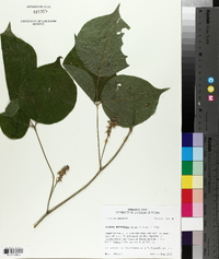 Dioclea multiflora image