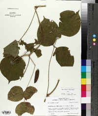 Dioclea multiflora image