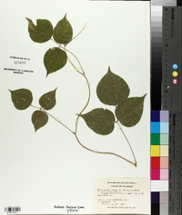 Dioclea multiflora image