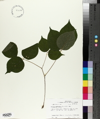 Dioclea multiflora image