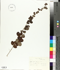 Desmodium ochroleucum image