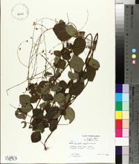 Desmodium ochroleucum image