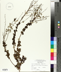 Desmodium obtusum image