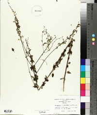 Desmodium obtusum image