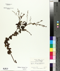 Desmodium obtusum image