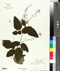 Desmodium nuttallii image