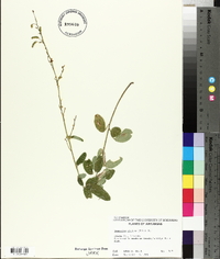 Desmodium rigidum image