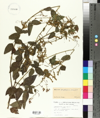 Desmodium perplexum image